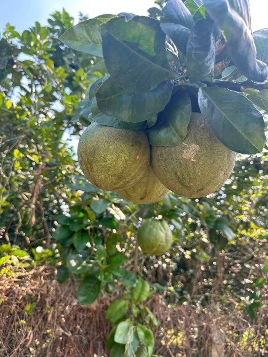 ?? Đất Diên Khánh Chỉ từ 430 Triệu